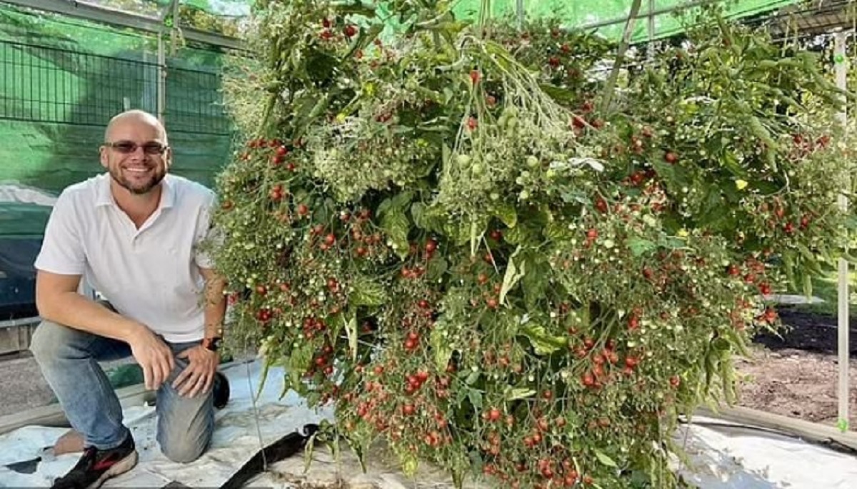 একটি গাছেই প্রায় ৬ হাজার টমেটো ফলালেন চাষি