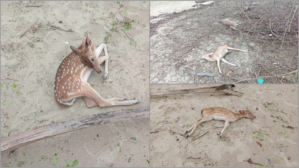 সুন্দরবনে মৃত হরিণের সংখ্যা বেড়ে ৯৬ 