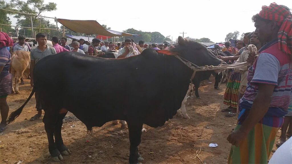 যমুনা টিভিতে সংবাদ প্রকাশের পর ছাতড়া পশুর হাটে ইজারাদারের জরিমানা