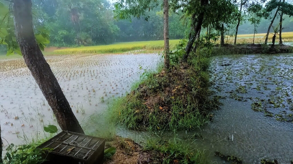 আজ বর্ষার প্রথম দিন