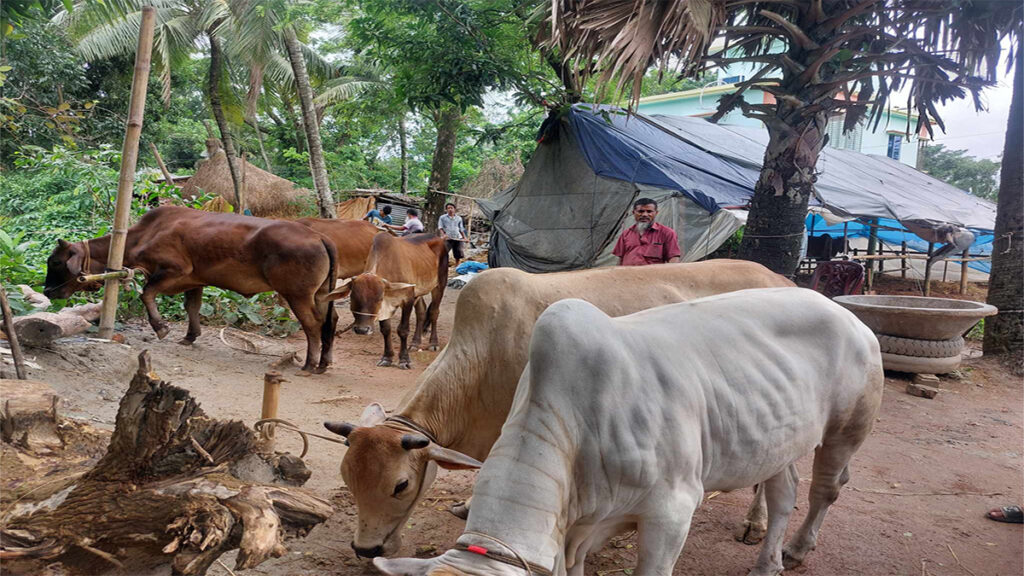 ফেনীতে গরু ব্যবসায়ীকে কুপিয়ে দুটি গরু লুট