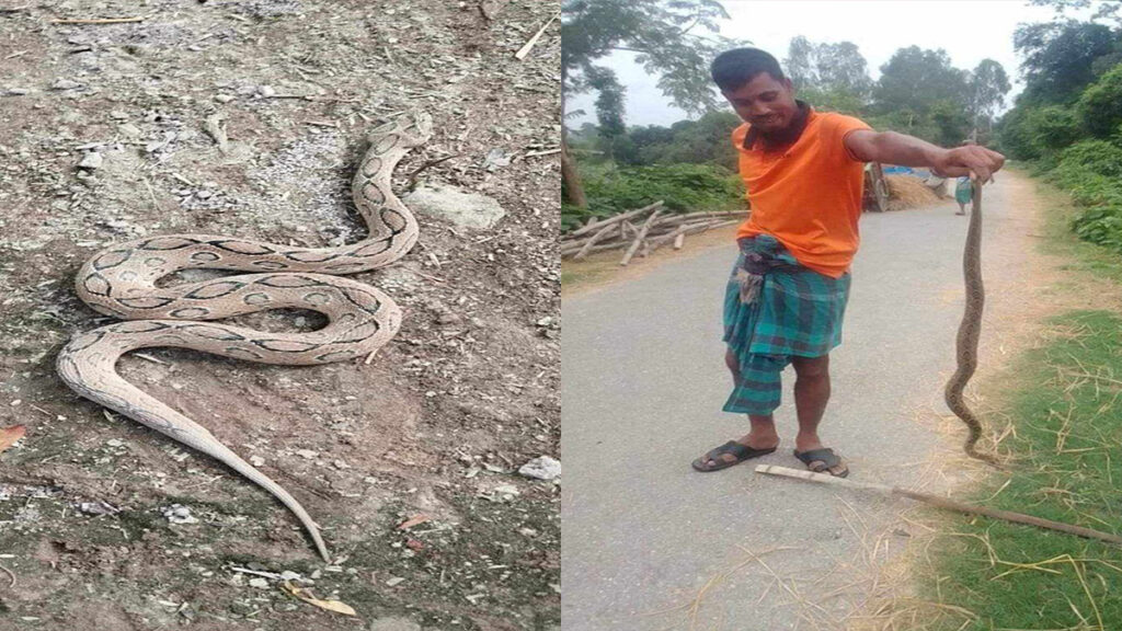 নওগাঁয় দুটি রাসেলস ভাইপারকে পিটিয়ে মারলো এলাকাবাসী  