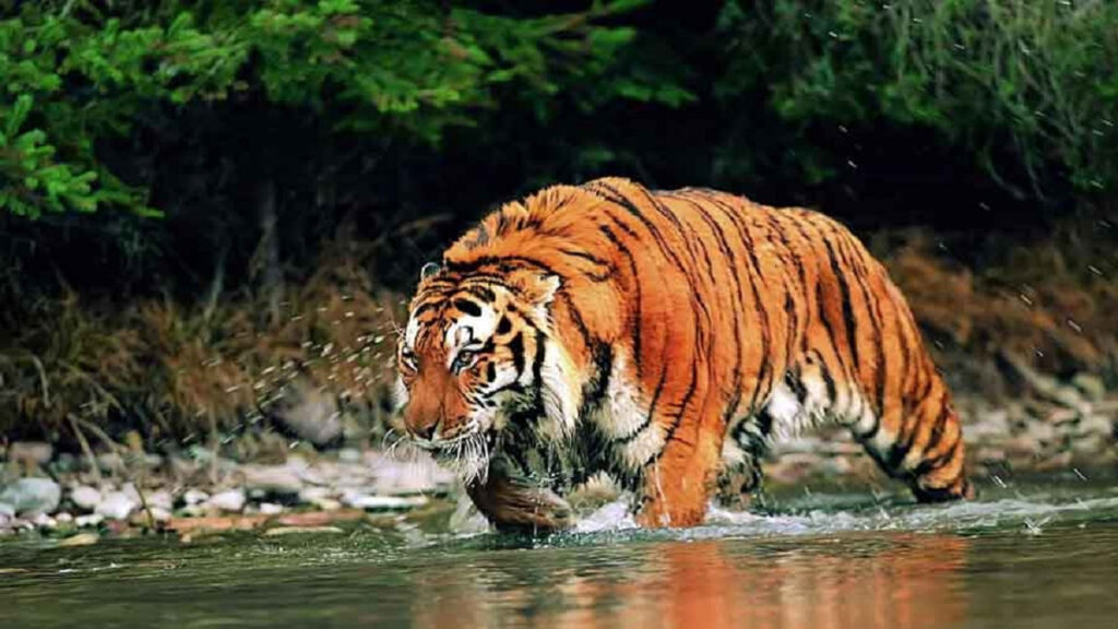 সুন্দরবনে বাঘের আক্রমণে জেলে আহত