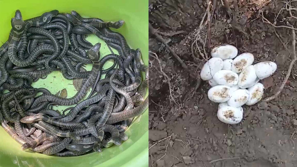 অর্ধশত পদ্মগোখরা উদ্ধার, এ যেন সাপের বাড়ি!