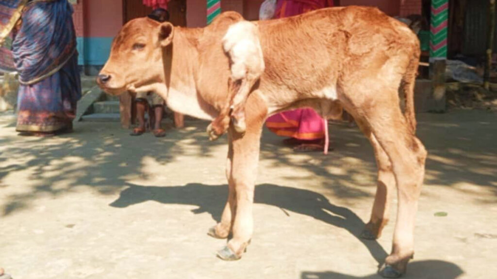 গাইবান্ধায় ৬ পা বিশিষ্ট বাছুরের জন্ম